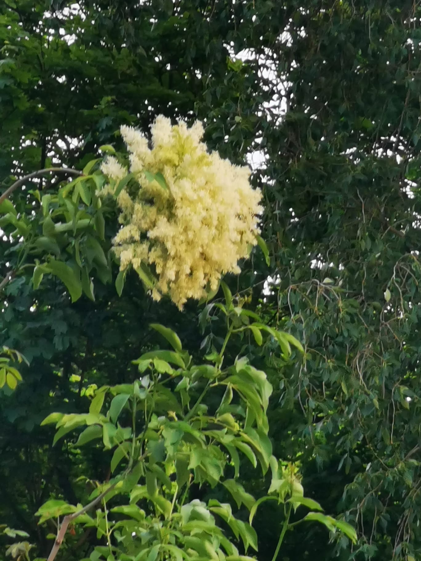 Blüte der Blumenesche