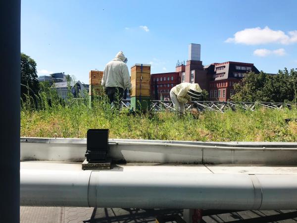 Citybienen