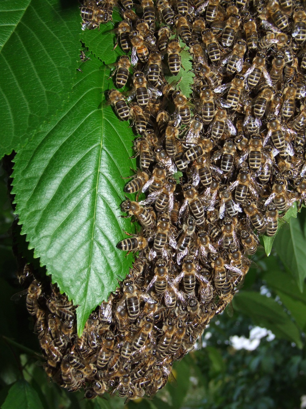 Bienenschwarm - Bild: Melanie von Orlow