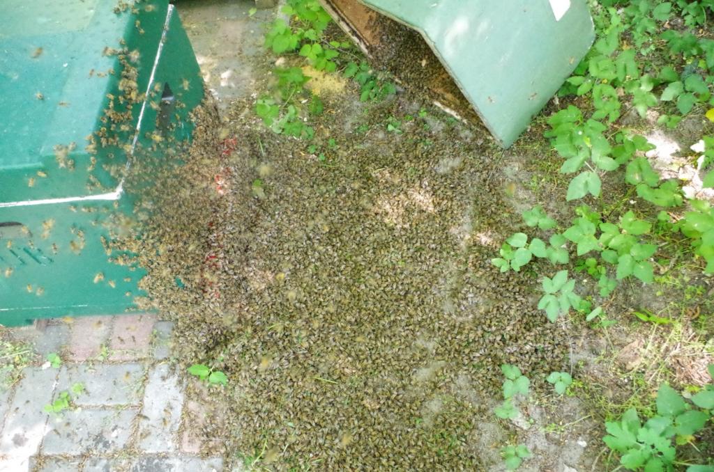 <strong>Nach der Hungerzeit wird die Königin im Ausfresskäfig in die neue, saubere Kiste mit Mittelwänden gehängt und die ausgehungerten Bienen davor abgestoßen damit sie einlaufen können. Dann muss sofort gefüttert werden!<br /></strong>