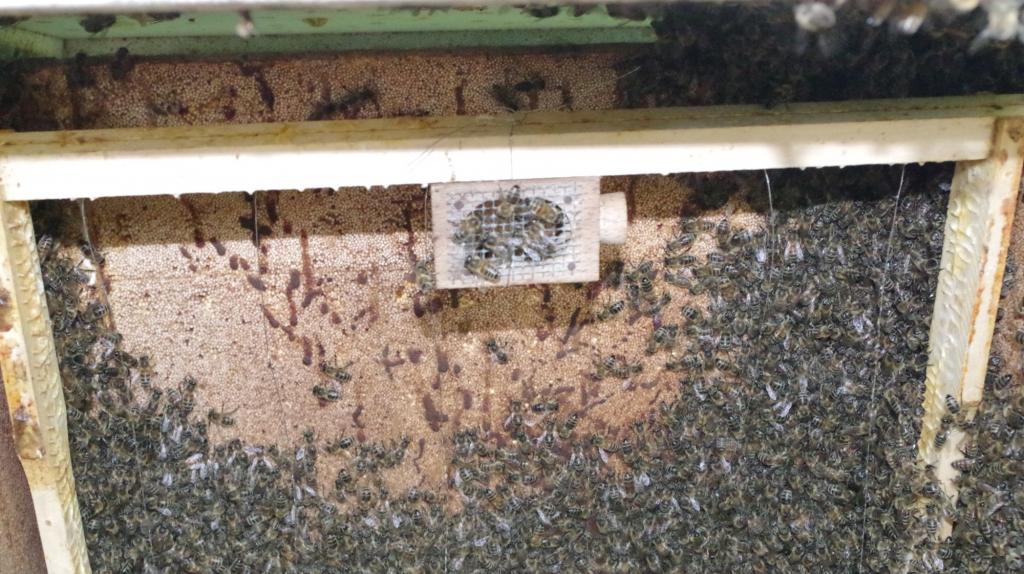 <strong>Zur Sanierung kann die Königin mit Begleitbienen gekäfigt werden. Alle Waben werden in die Brutzarge des kranken Volkes abgestossen.</strong>