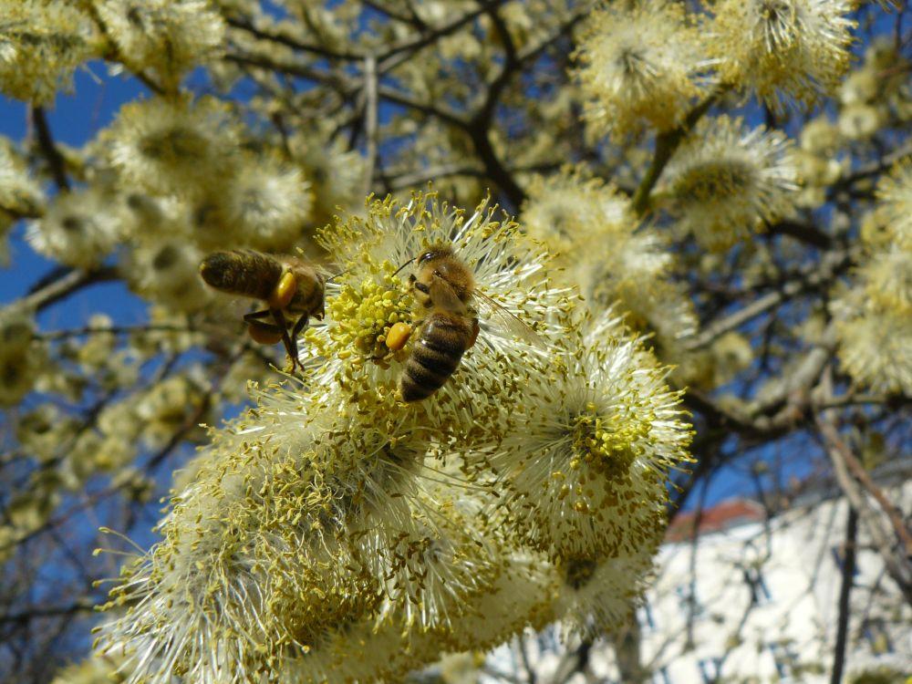 Bienenbesuch an den Weiden am Arkonaplatz