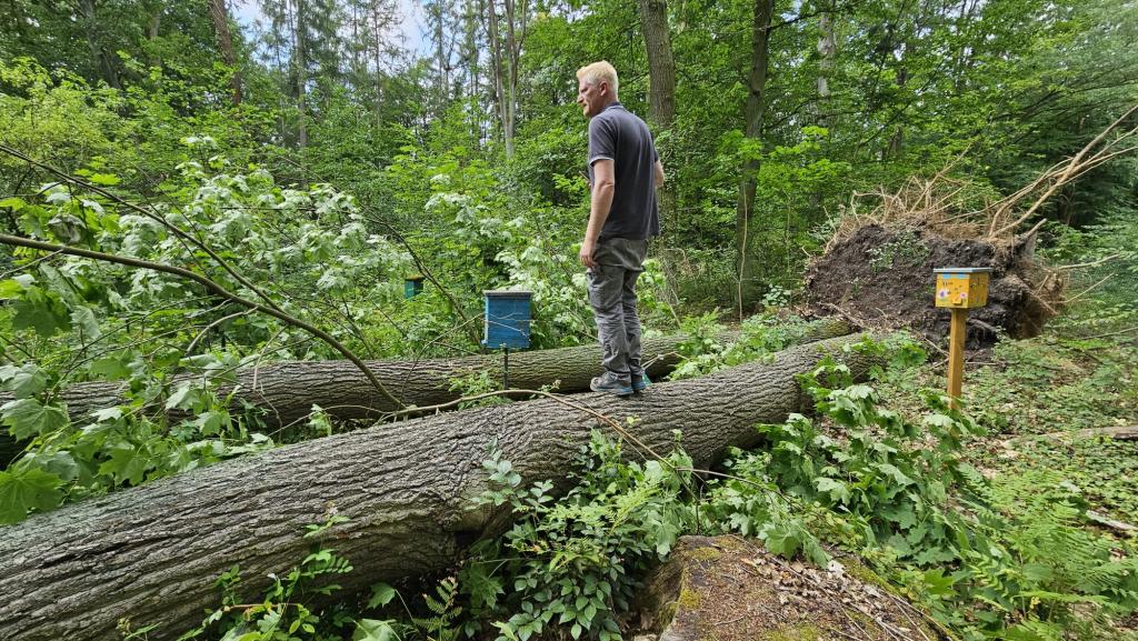Belegstandswart Danny Wanzke auf den gefällten Riesen