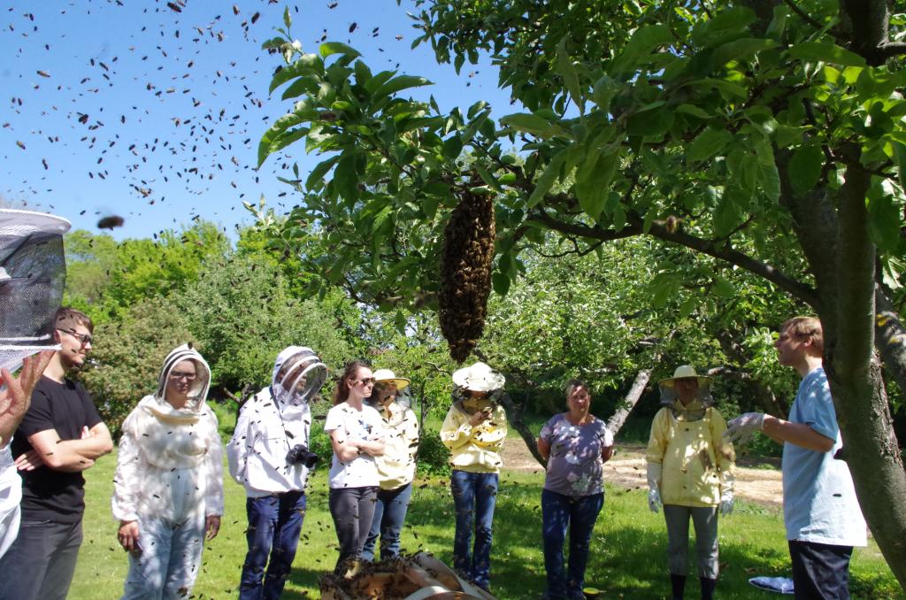 Nicht alle Bienen wollen in die Kiste - ein Nachschwarm sammelt sich.