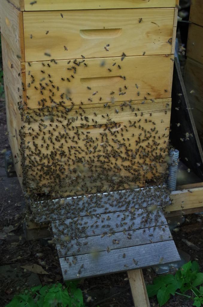 Am Ende zieht ein Großteil der Schwarmbienen zurück in die Beute.