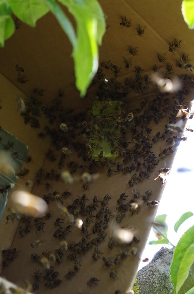 Um den Rest des desorientierten Bienen zu fangen, wird eine gekäfigte Königin in einem Karton aufgehangen.
