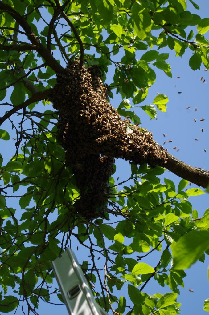 Der frisch gefallene Schwarm im Obstbaum