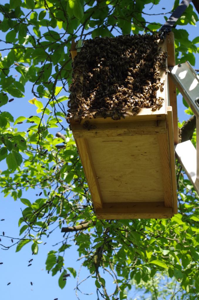 Im Kasten abgestossen wurde dieser dort für den Rest des Tages aufgehangen damit die restlichen Bienen sich dort sammeln können. Über das Absperrgitter laufen sie zu.