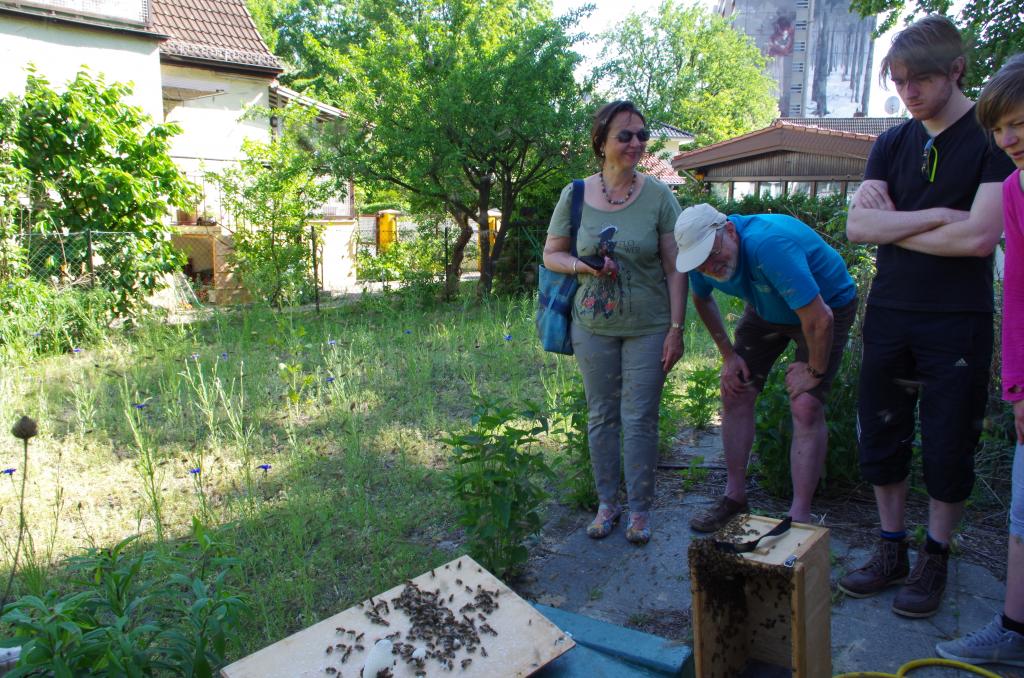 Das Spektakel sieht wild aus aber die Bienen sind ganz friedlich.