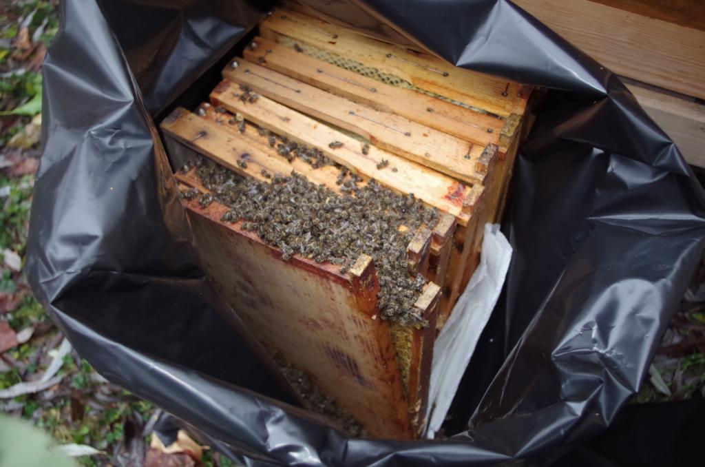 Das traurige Ende eines Bienenvolks! Nun als "Restmüll" entsorgt!