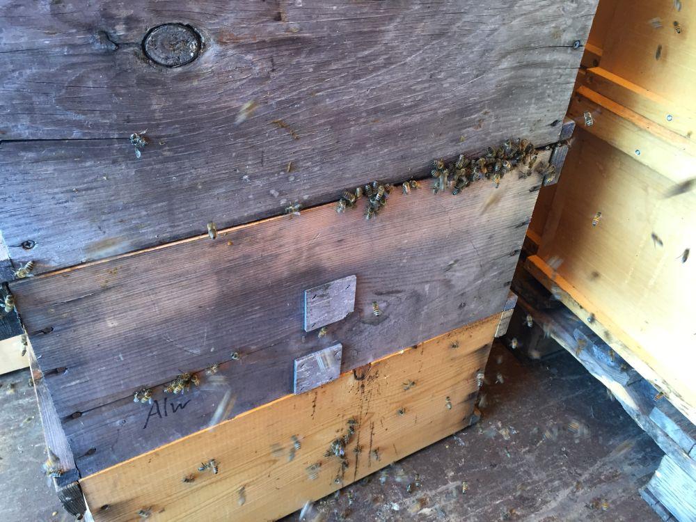 Viele Bienenvölker sind um diese Zeit abgeschleudert und mangels umfänglicher oder ganz ausbleibender Fütterung wild auf jede Form von Zucker.