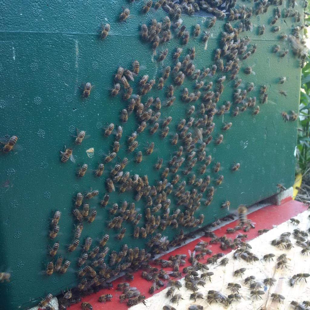 Sie werben eifrig und die aufgeflogenen Bienen werden angelockt.