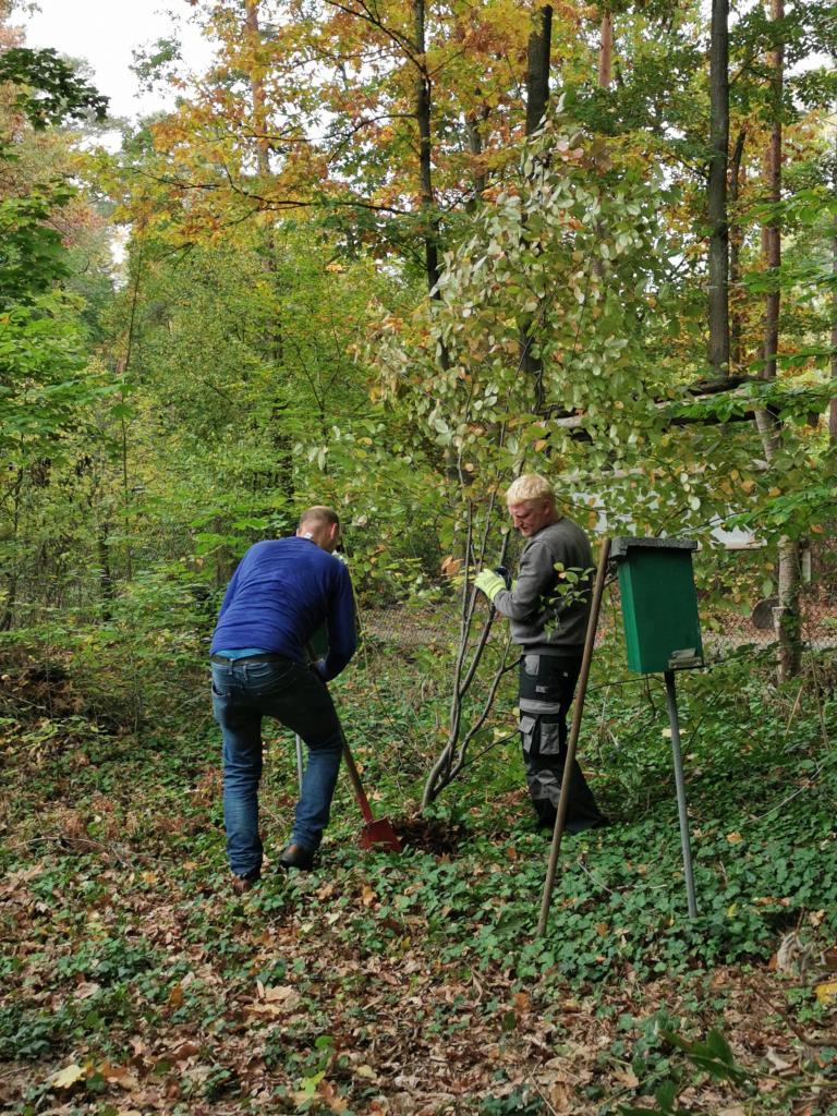 Henning und Danny entfernen eine Amerikanische Traubenkirsche.