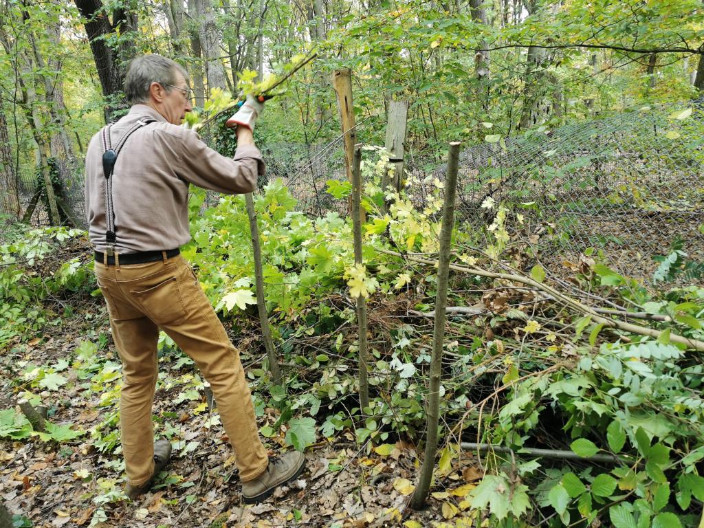 Hans-Peter schichtet die Äste in der Benjes-Hecke ein.