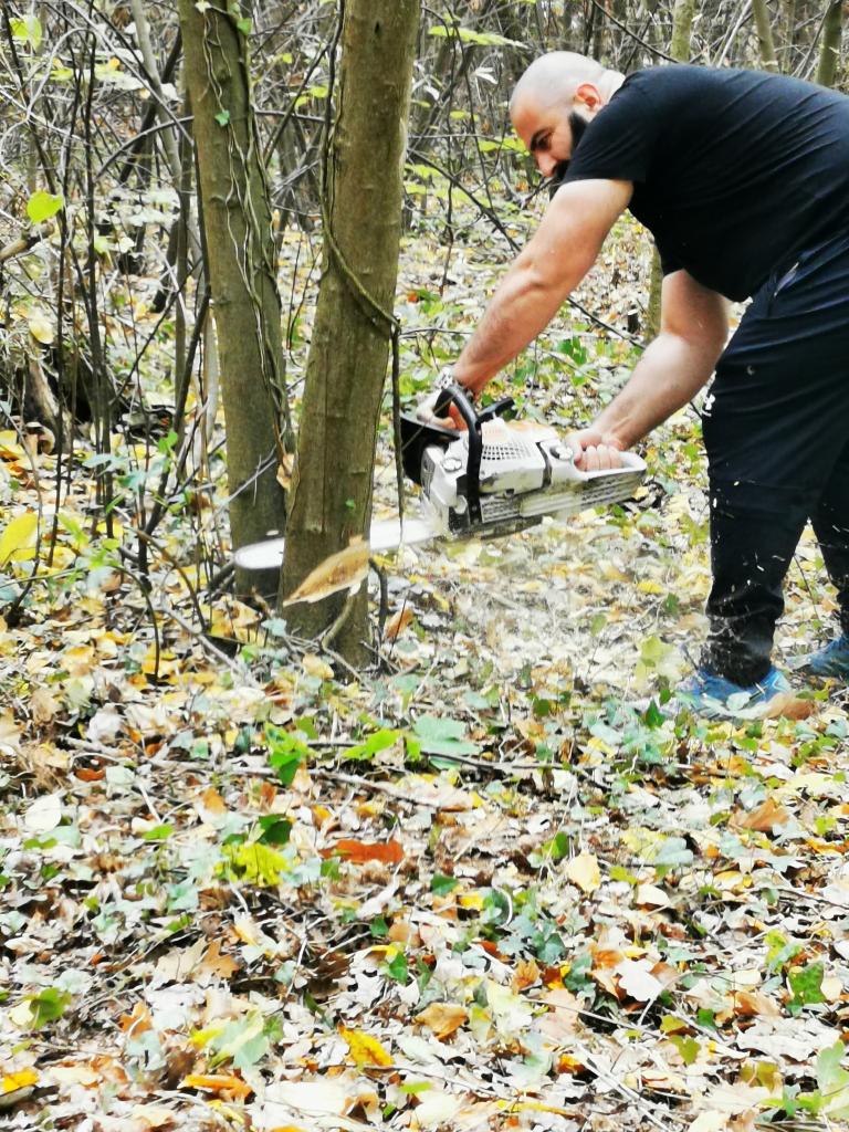 Mirian setzt die Kettensäge an - eine weitere Traubenkirsche muss Platz machen!