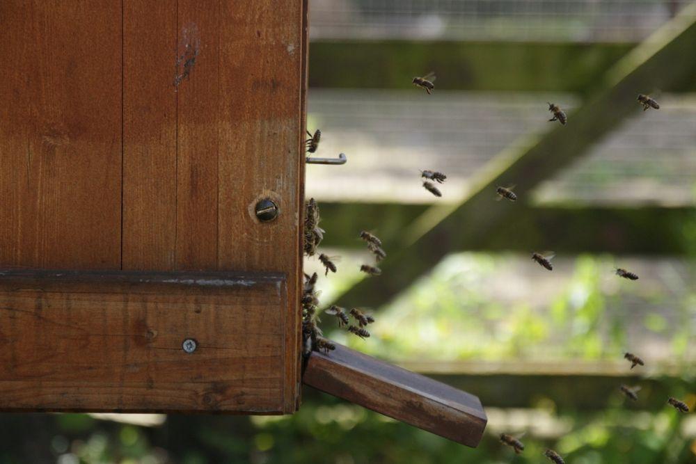 Die Hauptattraktion waren aber natürlich die Bienen im Vorgarten, die zum Königin-Suchen einluden.<br />Bild: Carola Schuldt