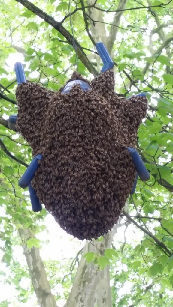 Schwarm an einer Holzspinne auf einem Schulgelände (Bild: M. von Orlow)