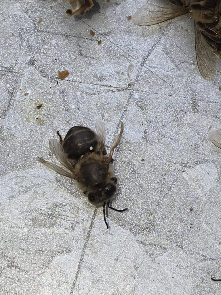 Diverse zeigen verkürzte Hinterleiber, verkrüppelte Flügel