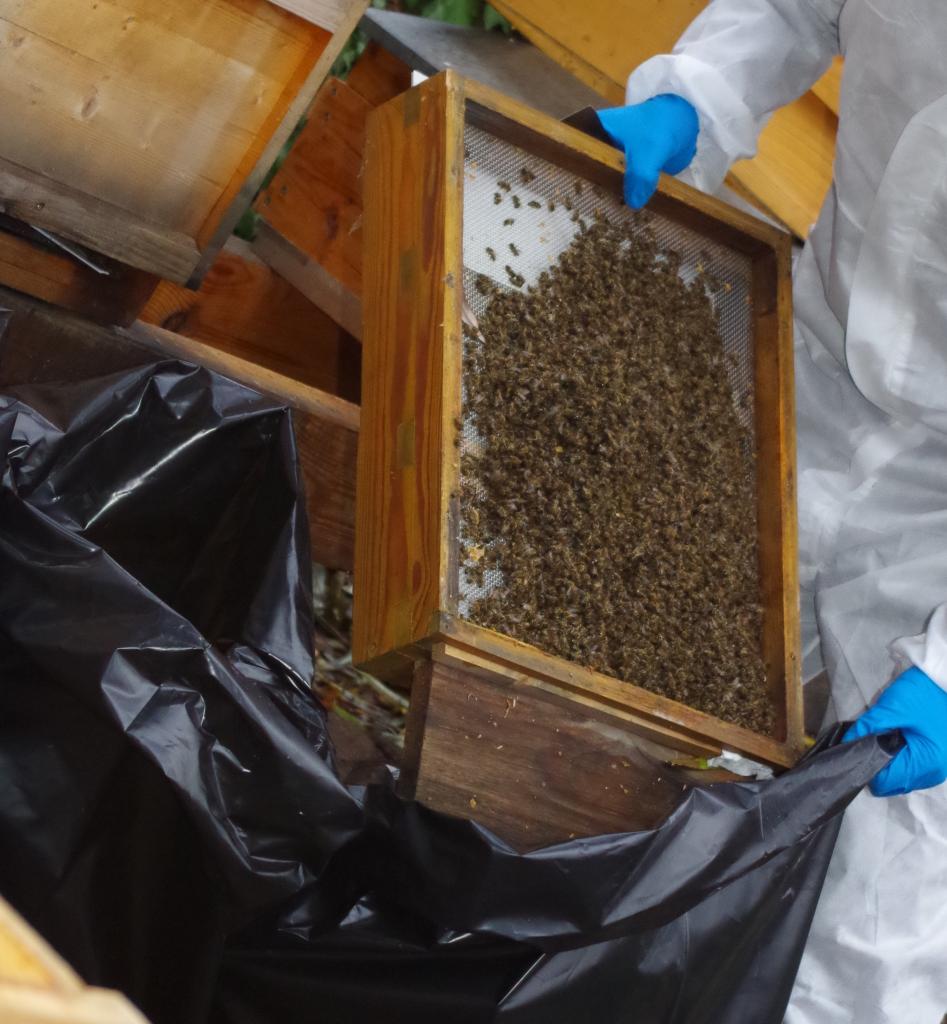 Die Bodenbretter mit tausenden toten Bienen werden hinterher gekippt.