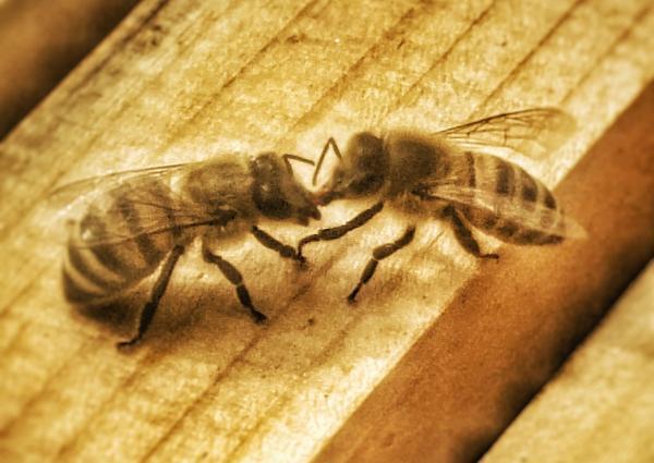 <a href="/profile-mitgliederprofil/274">Bee-lieve</a>