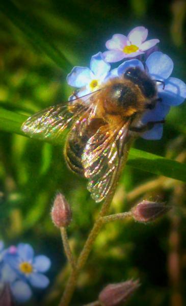 <a href="/profile-mitgliederprofil/274">Bee-lieve</a>