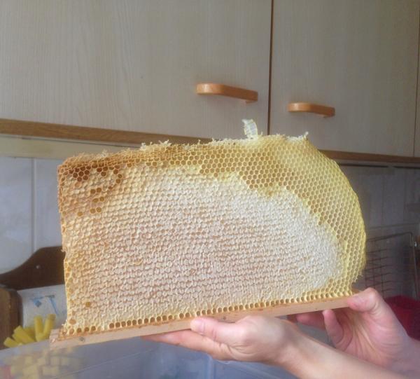 <a href="/profile-mitgliederprofil/314">Wesensgemässe Bienenhaltung in der Bienenkiste</a>