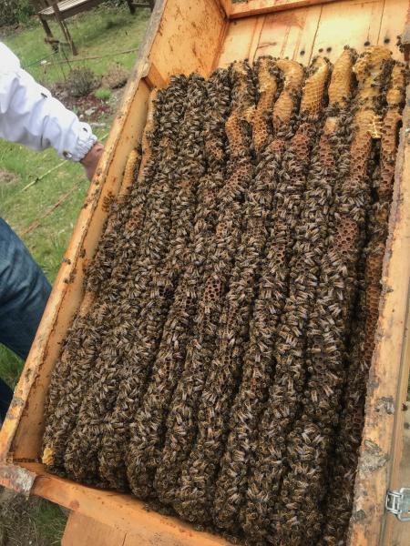 <a href="/profile-mitgliederprofil/314">Wesensgemässe Bienenhaltung in der Bienenkiste</a>